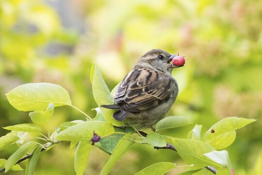A house sparrow (Passer domesticus) with a fruit of the snowy mespilus (Amelanchier ovalis) in its beak, Hesse, Germany