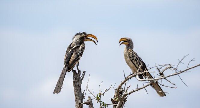 Red-ringed tocos (Tockus leucomelas) sitting on a branch against a blue sky, with open beak, Kruger National Park, South Africa