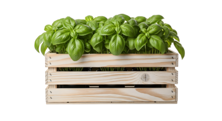 Fresh basil plants in a wooden crate isolated on transparent background , ai generated image