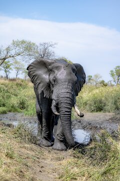 African elephant (Loxodonta africana), adult, after mud bath, African savannah, Kruger National Park, South Africa