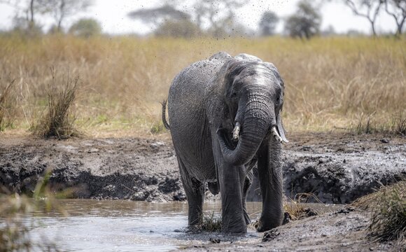 African elephant (Loxodonta africana), young animal taking a mud bath, African savannah, Kruger National Park, South Africa