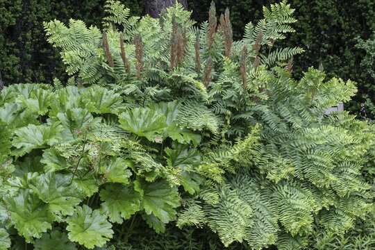 Royal fern (Osmunda regalis) and indian rhubarb (Darmera peltata), Emsland, Lower Saxony, Germany