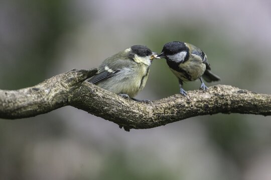 Great tits (Parus major), feeding young birds, Emsland, Lower Saxony, Germany