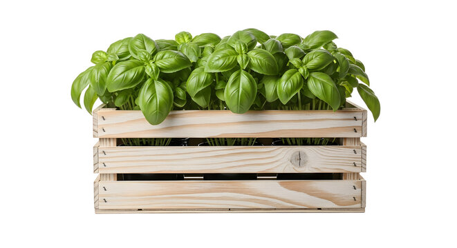 Fresh basil plants in a wooden crate isolated on transparent background , ai generated image