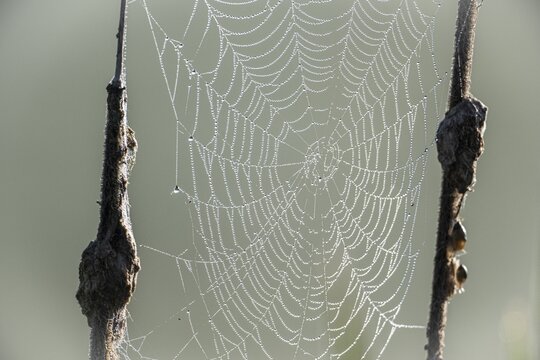 Dew-covered spider web between cattails, Lower Saxony, Germany