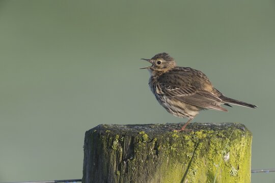 Meadow Pipit (Anthus pratensis), Lower Saxony, Germany