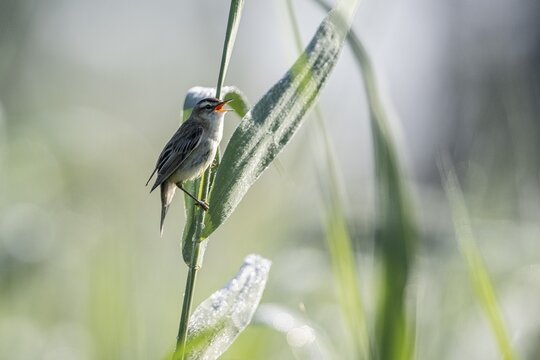Sedge warbler (Acrocephalus schoenobaenus), Lower Saxony, Germany