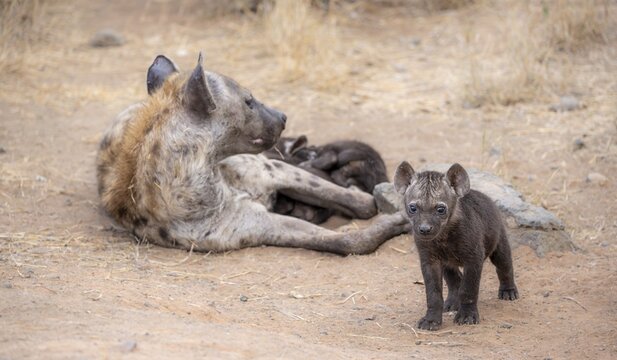 Spotted hyenas (Crocuta crocuta), adult female and m juvenile, lying down, suckling her young, Kruger National Park, South Africa