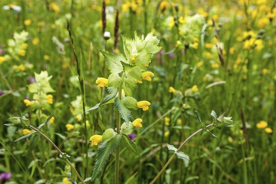 Greater Yellow Rattle (Rhinanthus alectorolophus), Oberallg&auml;u, Bavaria, Germany