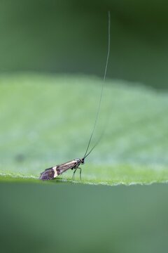 Longhorn butterfly (Nemophora degeerelle), Emsland, Lower Saxony, Germany