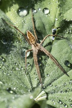 Nursery web spider (Pisaura mirabilis), Emsland, Lower Saxony, Germany