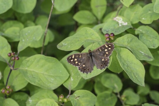 Speckled wood (Pararge aegeria), Emsland, Lower Saxony, Germany