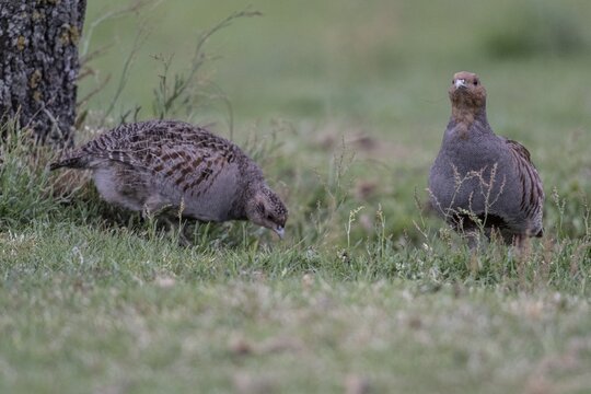 Gray partridges (Perdix perdix), Emsland, Lower Saxony, Germany