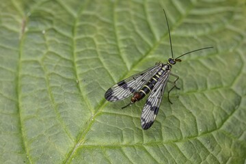 Scorpion fly (Panorpa communis), Emsland, Lower Saxony, Germany