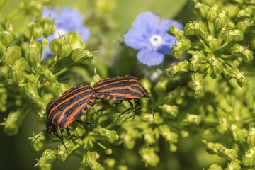 Italian striped bugs (Graphosoma lineatum), mating, Emsland, Lower Saxony, Germany
