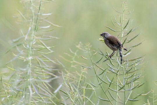 Linnet (Linaria cannabina), Emsland, Lower Saxony, Germany