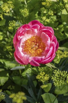 Peony (Paeonia Coral Charm) between yellow umbels (Smyrnium perfoliatum), Emsland, Lower Saxony, Germany