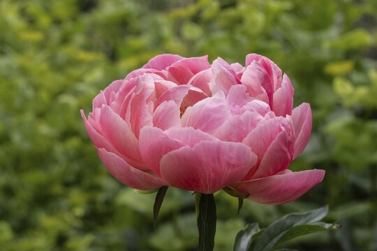Peony (Paeonia Coral Charm) between yellow umbels (Smyrnium perfoliatum), Emsland, Lower Saxony, Germany