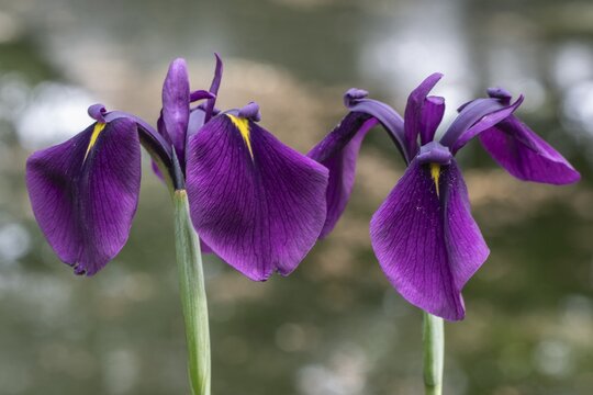 Japanese water iris (Iris ensata), Emsland, Lower Saxony, Germany