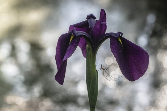 Japanese water iris (Iris ensata) and extensor spider (Tetragnatha extensa), Emsland, Lower Saxony, Germany
