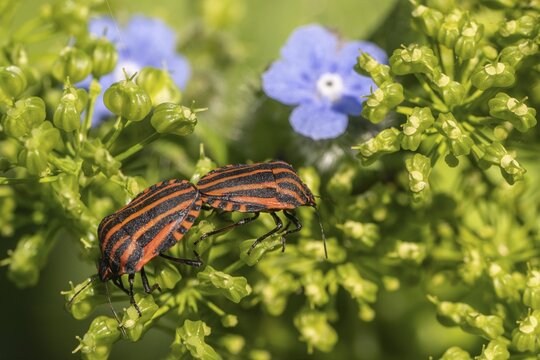 Italian striped bugs (Graphosoma lineatum), mating, Emsland, Lower Saxony, Germany