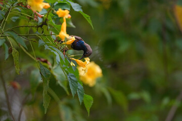 A black-throated sunbird is feeding on nectar from a flower in nature.