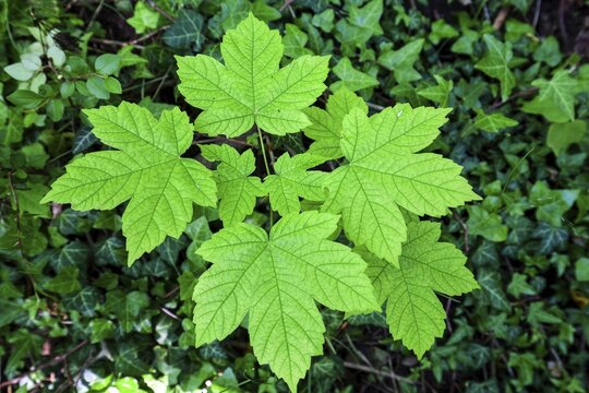 Young mountain maple (Acer pseudoplatanus), Allg&auml;u, Bavaria, Germany