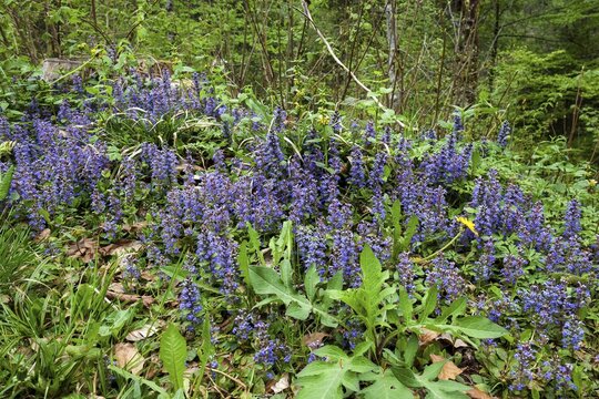 Blue bugles (Ajuga reptans), Allg&auml;u, Bavaria, Germany