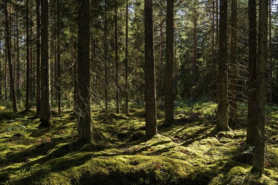 Mossy forest floor, pine trees, Tingsryd, Kronobergs l&auml;n, Sweden