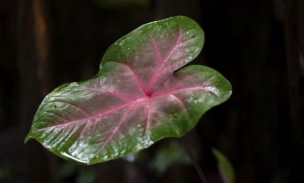 Caladium bicolor leaf, Tortuguero National Park, Costa Rica
