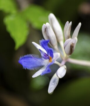 Fragrant snail thread (Cochliostema odoratissimum), blue flower, Tortuguero National Park, Costa Rica