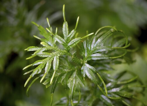 Spikemoss (Selaginella), Tortuguero National Park, Costa Rica