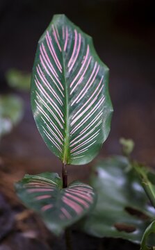 Colombian marante (Calathea ornata), leaf with pink stripes, Tortuguero National Park, Costa Rica