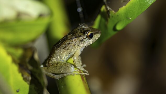 Fitzinger's dink frog (Craugastor fitzingeri) sitting on a stalk, at night, Tortuguero National Park, Costa Rica
