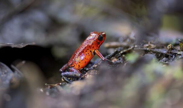 Strawberry poison-dart frog (Dendrobates pumilio), Tortuguero National Park, Costa Rica