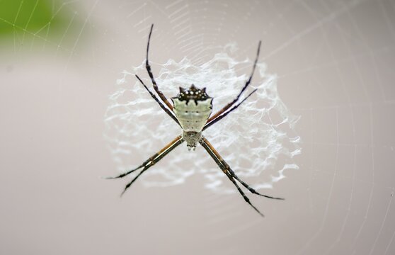 Orb-weaver spider (Argiope submaronica), white, sitting in its web, Tortuguero National Park, Costa Rica