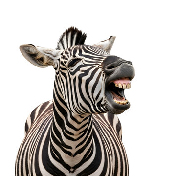 Happy laughing zebra showing teeth isolated on transparent background