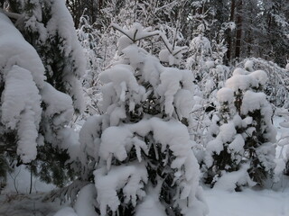 snow covered trees in winter