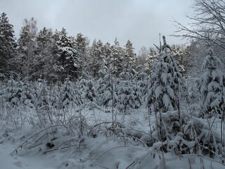 winter forest in the snow