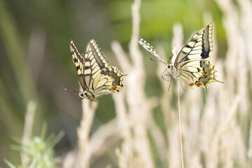 butterfly