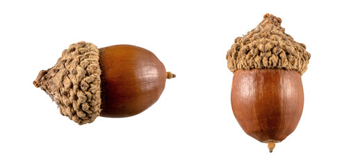 set of Brown acorn oak nut isolated on transparent background,christmas decoration isolated on white,xmas brown pine cones ornament,christmas ornament isolated,two acorns isolated on white © Cool-Hunter