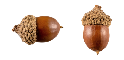 set of Brown acorn oak nut isolated on transparent background,christmas decoration isolated on white,xmas brown pine cones ornament,christmas ornament isolated,two acorns isolated on white