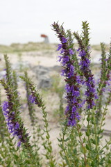 Marker Wadden, Netherlands – Nature Islands and Wetland Landscape