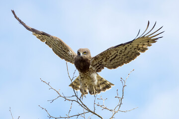 short-toed snake eagle