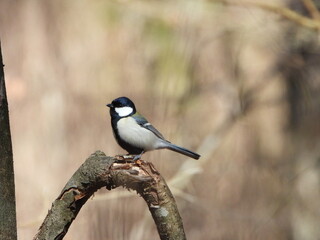 Great Tit on Branch, 枯れ木に止まるシジュウカラ