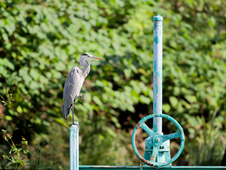 Grey Heron, 水門のハンドルに立つアオサギ