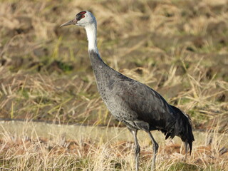 Obraz premium Hooded Crane, 枯れ草の中に立つマナヅル