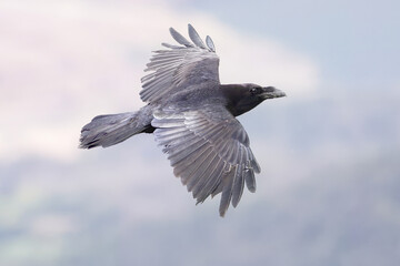 Raven in flight