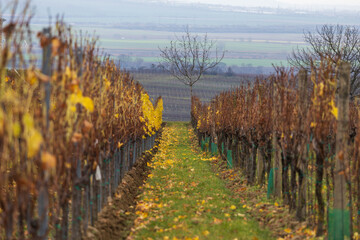 Naklejka premium Autumn Alley in the Vineyard with Yellow Leaves and a Solitary Tree