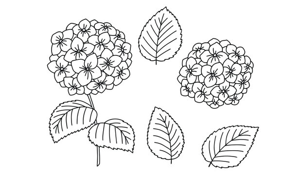 Black and white line drawing of hydrangea flowers and leaves on white